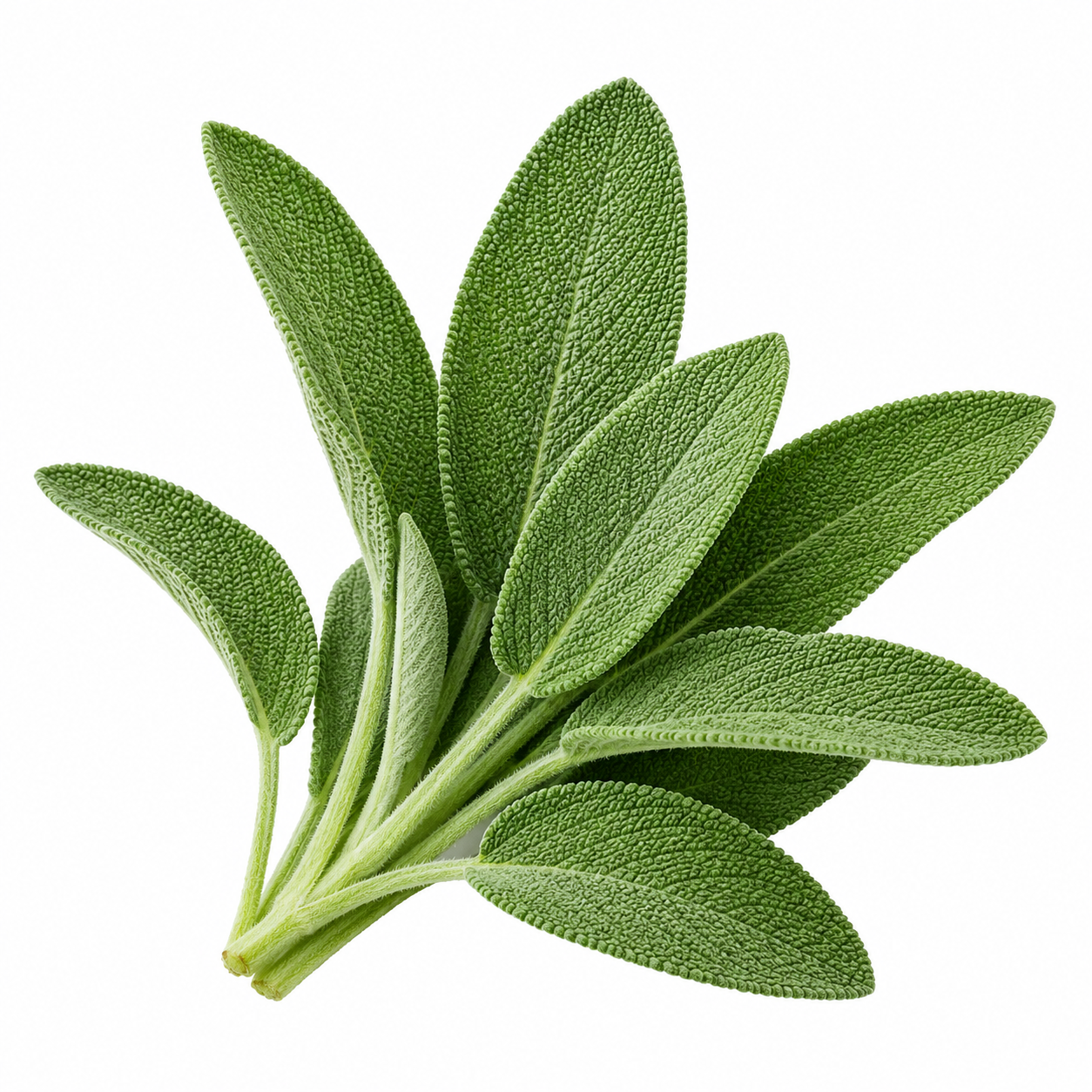 Salvia fresca