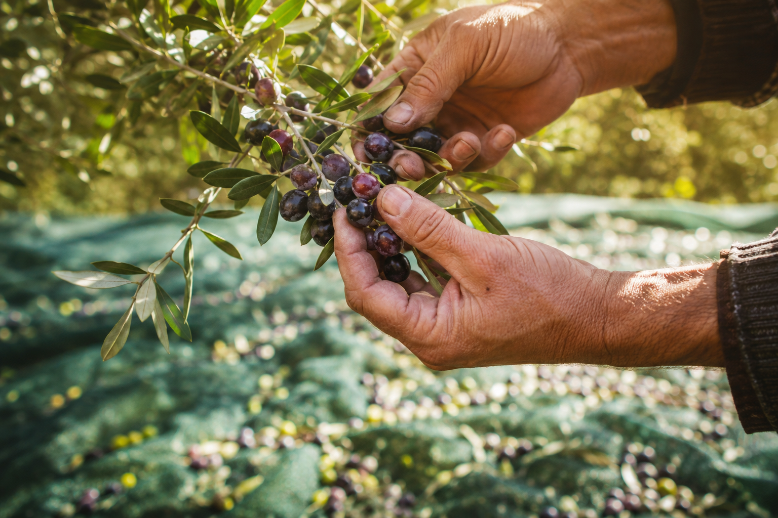Azienda agricola e produzione di olio extravergine di oliva in Sabina